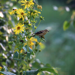 Female Goldfinch