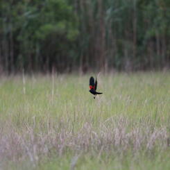 Male Blackbird flight