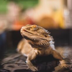 Elliott, Bearded Dragon