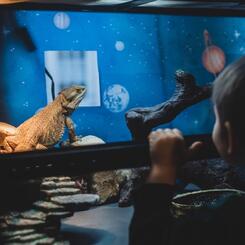 Elliott, Bearded Dragon