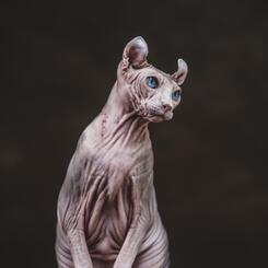 Elf Cat, Chewbacca, from Unusual Pet Project