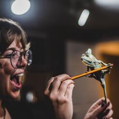 Veiled Chameleon, Cedric