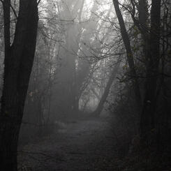 Path Through the Mist.jpg
