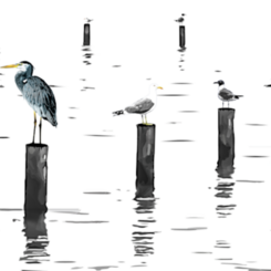 CHESAPEAKE BAY BIRDS ON POSTS