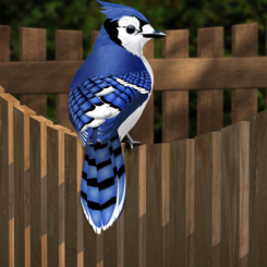 BLUE JAY ON FENCE