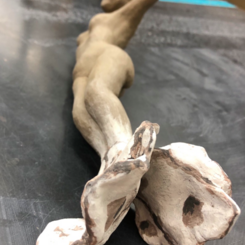 Oyster Woman - in process