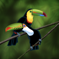 Two Toucans