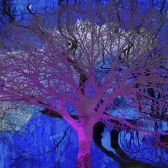 The Magenta Tree_0.jpg