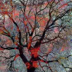 Vascular Moment_0.jpg