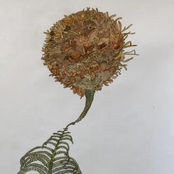 Angliacus anglicanna naturalis