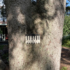 fence (in black) from the series On Summer's Margin (installation view)
