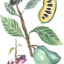 Paw Paw Botanical