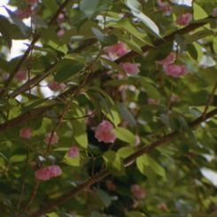 Still Frame (Single Channel)