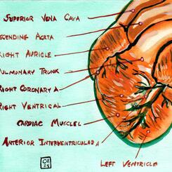 Heart Diagram