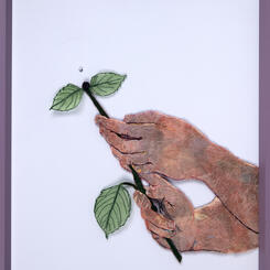 Hydrangea; detail of new bud