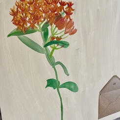 Butterfly Weed - Hope + Resilience + Balance