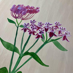 Swamp Milkweed - Hope + Transformation