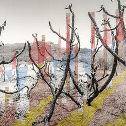 “There is no reason for these massive, deadly and costly forest fires in California except that forest management is so poor.” Vs3