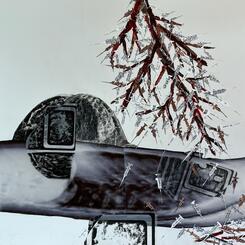 An Infusion of the Pacific Yew Tree