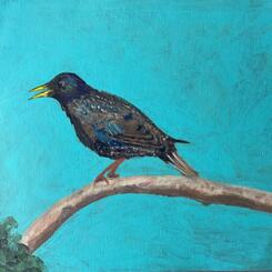 European Starling
