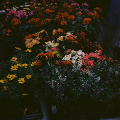 Flowers at the Farmers Market
