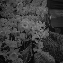 Daffodils and Knit Caps