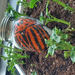 glass jar with embroidery (detail)