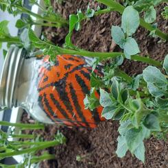 potato plant (detail)