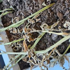 wilting potato plants (detail)