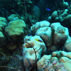 Coral Forms Portrait