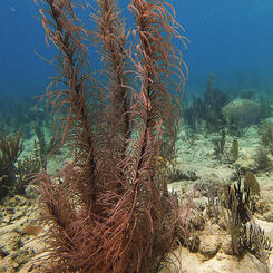 Sea Plume Coral