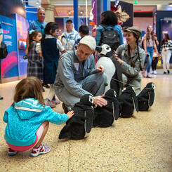 Penguin Puppets | for the Smithsonian's National Museum of Natural History, 2023