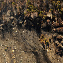 Anthracite Scrublands