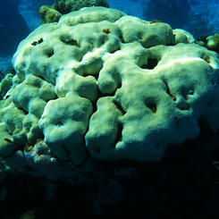 Boulder Coral