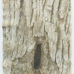 New Growth (Hillyer) #24