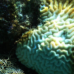 Brain Coral