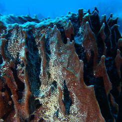 Barrel Sponge Detail