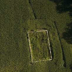 Cemetery in Cornfield