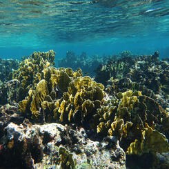 Playa Coral Fire Coral