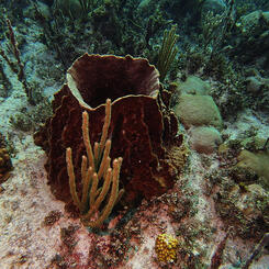 Barrel Sponge 1