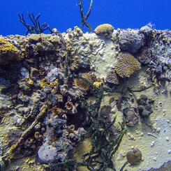 Punta Perdiz Boat Section