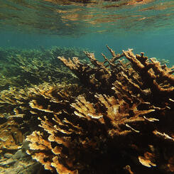 Elkhorn Coral