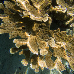 Elkhorn Coral