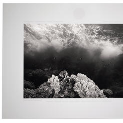 A Sparrow on the Floor of a Cathedral IX