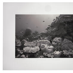 A Sparrow on the Floor of a Cathedral XVIII