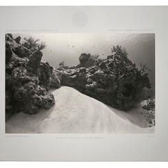 A Sparrow on the Floor of a Cathedral XV