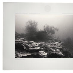 A Sparrow on the Floor of a Cathedral XX