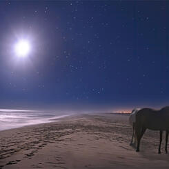 Wild Horses on an Assateague Night