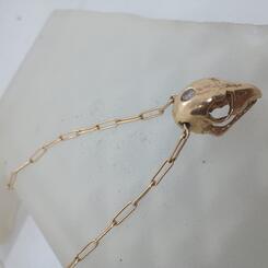 Bird Skull