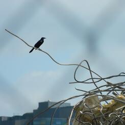 Breathe Baltimore 2024